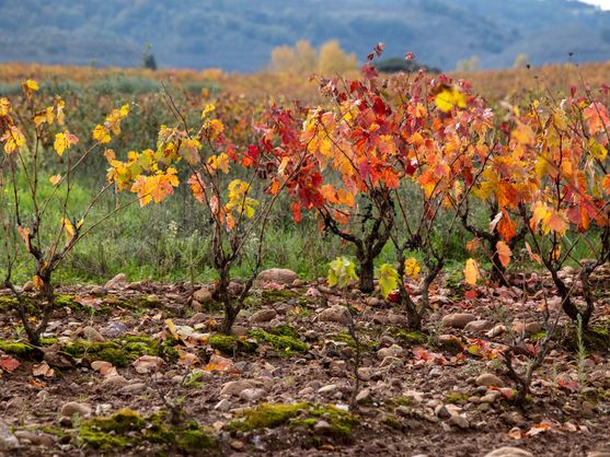 IA viñedos La Rioja