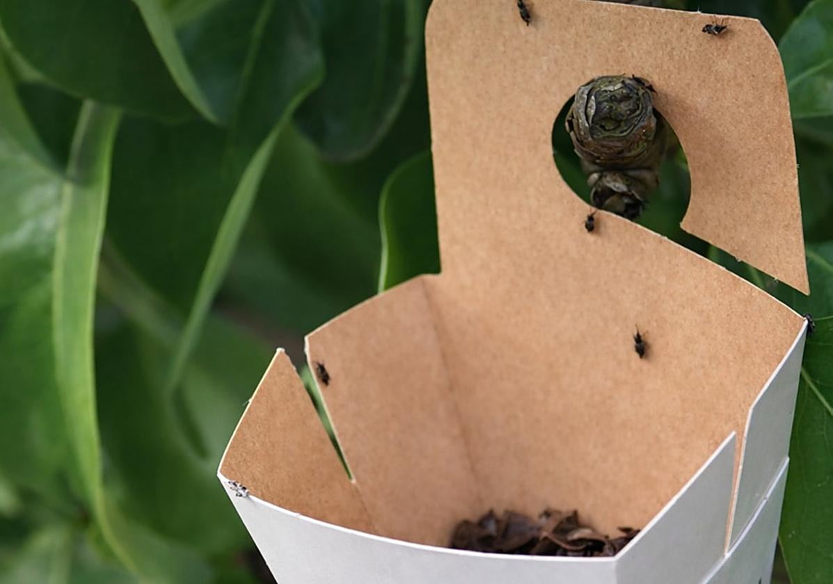 Lucha contra plagas de frutales con insectos depredadores en La Rioja